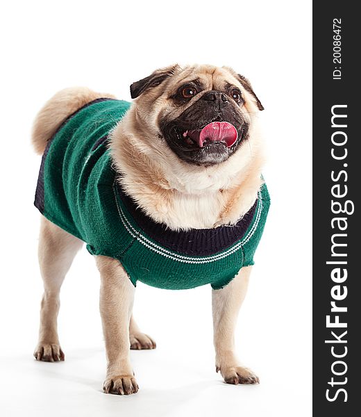 A Pug on a white background wearing a sweater. A Pug on a white background wearing a sweater
