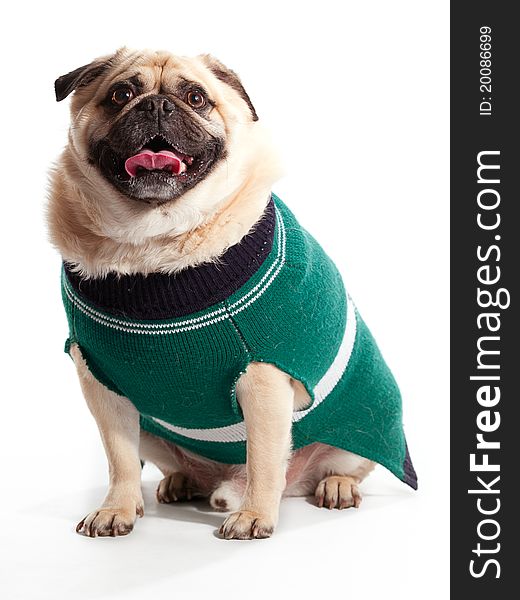 A pug wearing a sweater sitting on a white background. A pug wearing a sweater sitting on a white background