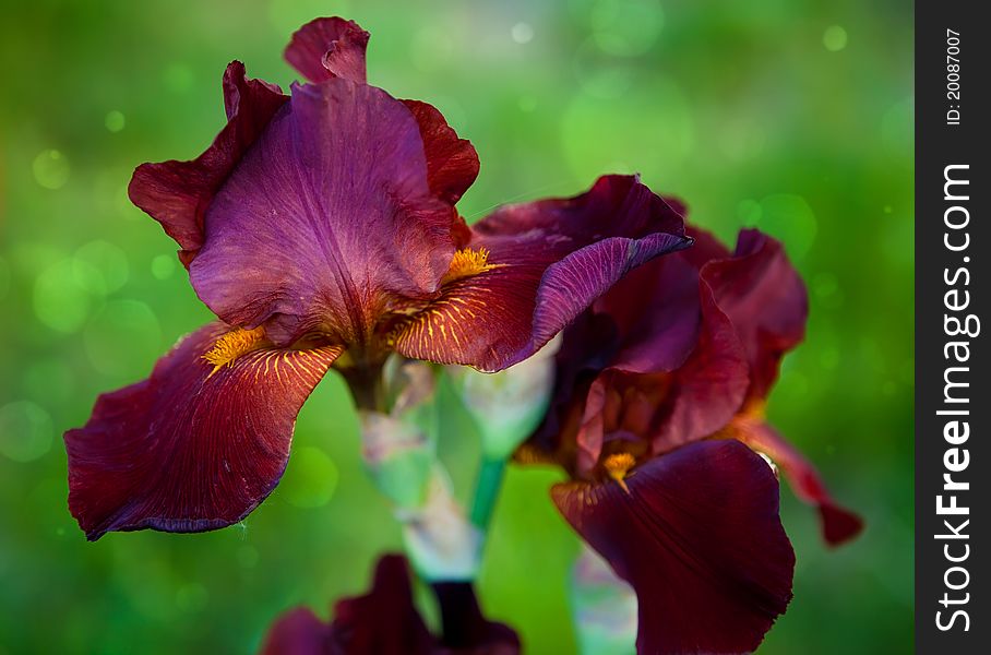 Brown Bearded Iris