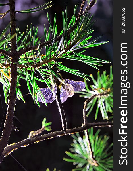 Dragonfly outwaits bad weather on a branch of pine. Dragonfly outwaits bad weather on a branch of pine