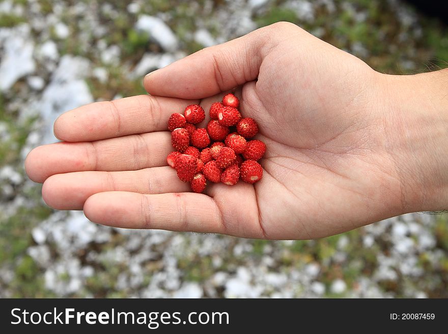 Wild strawberries in a hand