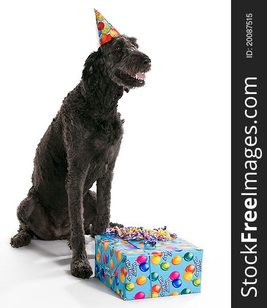 A Labradoodle with a birthday present. A Labradoodle with a birthday present