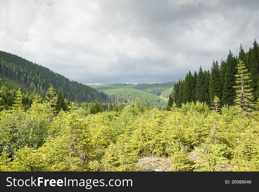 Young green mountain forest in a summer day in Romania