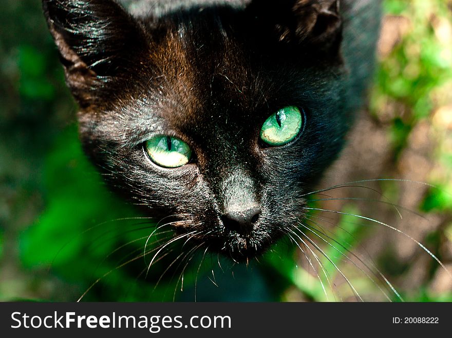 Black Cat in the garden