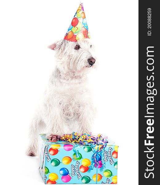A westie standing on a birthday presesnt. A westie standing on a birthday presesnt