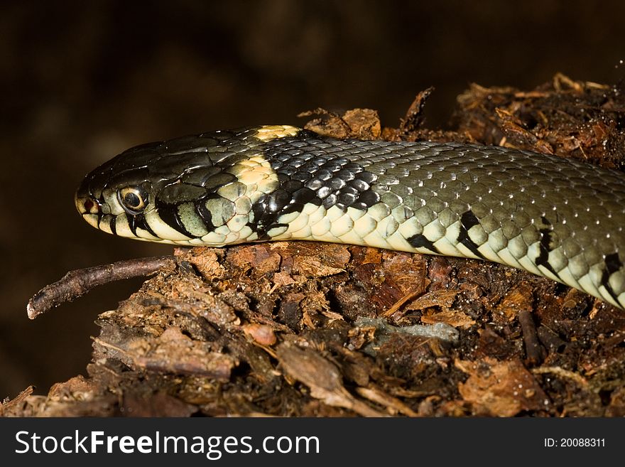 A close-up of a Grass snake (natrix natrix)