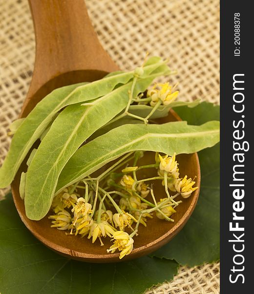 Herbs on the wooden background. Herbs on the wooden background