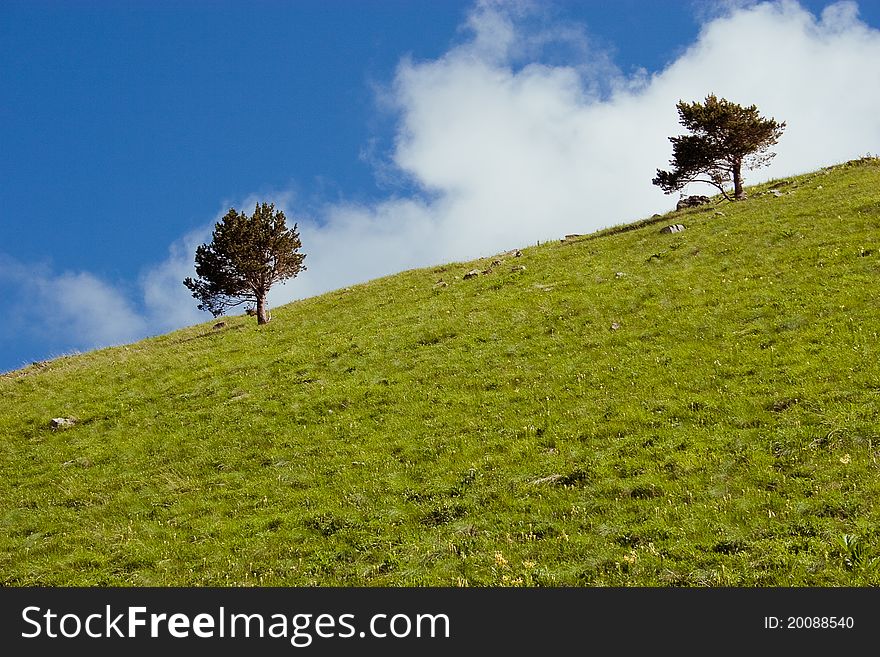 Two green tree on green field. Two green tree on green field