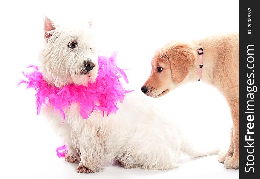 A puppy showning interest in another dog. A puppy showning interest in another dog