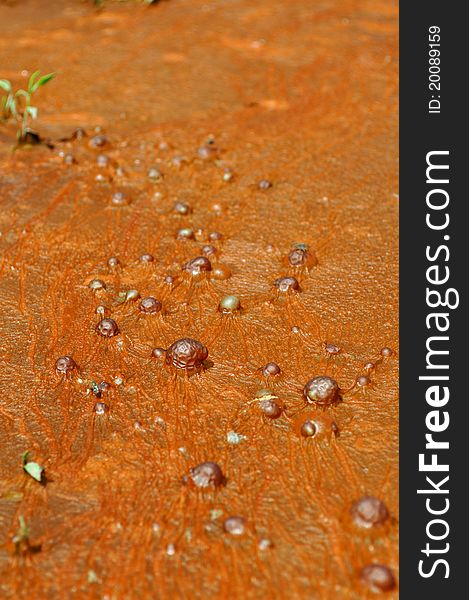 Closeup color photograph of a mud puddle