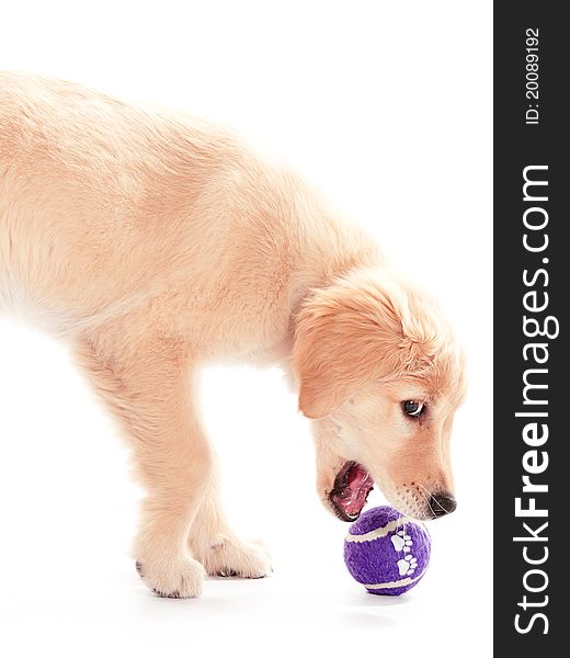 A purple ball about to be grabbed by a puppy