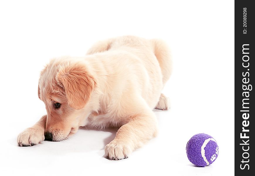 A puppy hiding behind its paw with a purple ball. A puppy hiding behind its paw with a purple ball