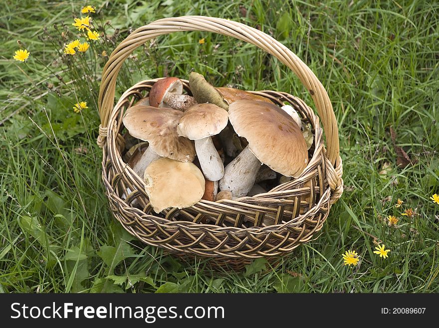 Basket with CEPS in a grass among flowerings dandelions