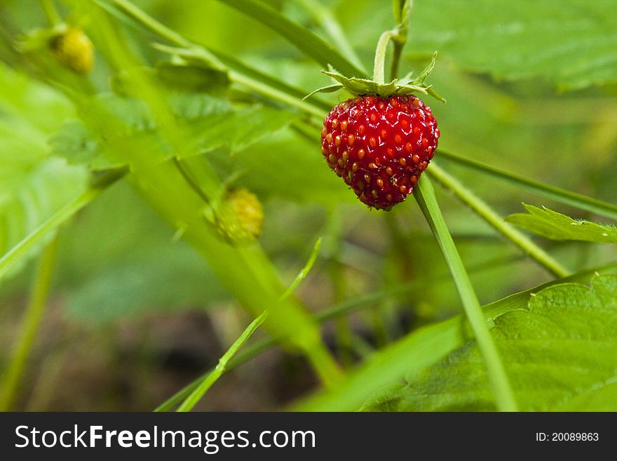 Close up detail of fresh ripe strawberries with Strawberry plant in background