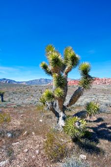 View Of Mojave Desert. Stock Photo