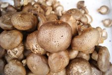 Mushrooms Royalty Free Stock Image Mushrooms Royalty Free Stock Image