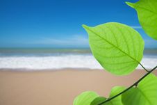 Green Leaf On Beach Royalty Free Stock Image Green Leaf On Beach Royalty Free Stock Image