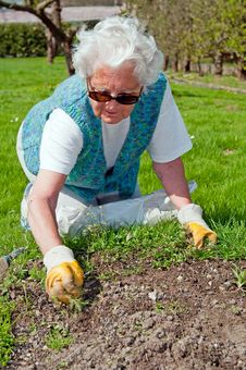 Senior Woman In Garden Stock Images Senior Woman In Garden Stock Images