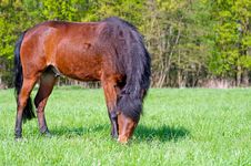Beautiful Horse Royalty Free Stock Photos