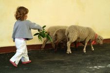 The Little Girl Grazing Three Lambs Stock Photo