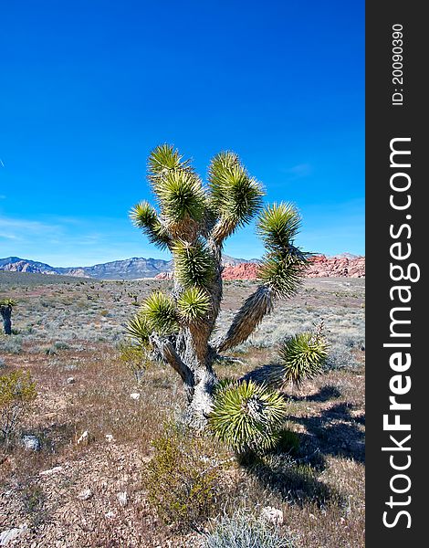 View of dry landscape and red rock formations of the Mojave Desert. View of dry landscape and red rock formations of the Mojave Desert..