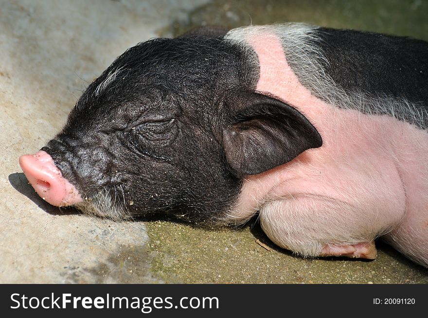 A sleeping piggy with black and pink color, detail of head and face. A sleeping piggy with black and pink color, detail of head and face.