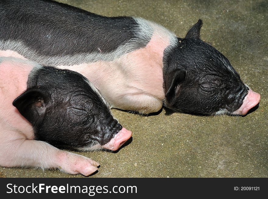 A pair of sleeping piggy with black and pink color. A pair of sleeping piggy with black and pink color.