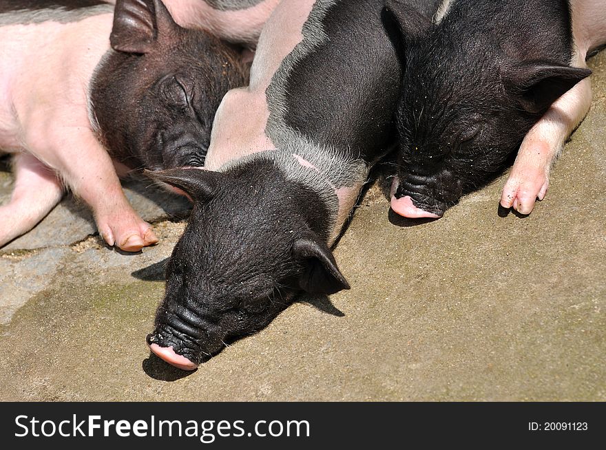 Three cute piggy with black and pink color body, are in sleeping. Three cute piggy with black and pink color body, are in sleeping.