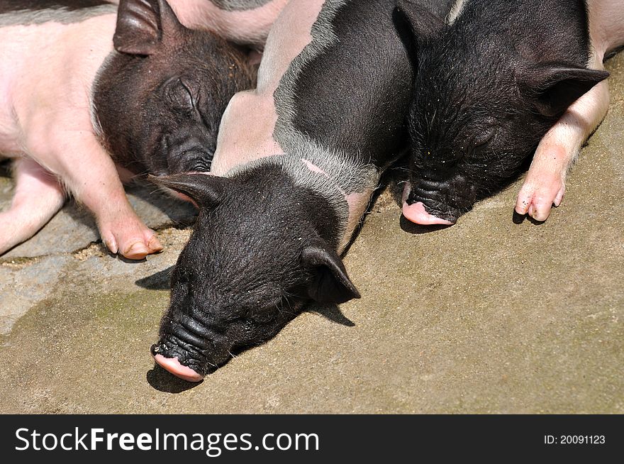 Three Cute Piggy In Sleeping