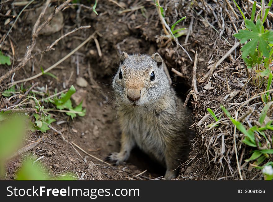 Curious Prairie Dog in Yellowstone