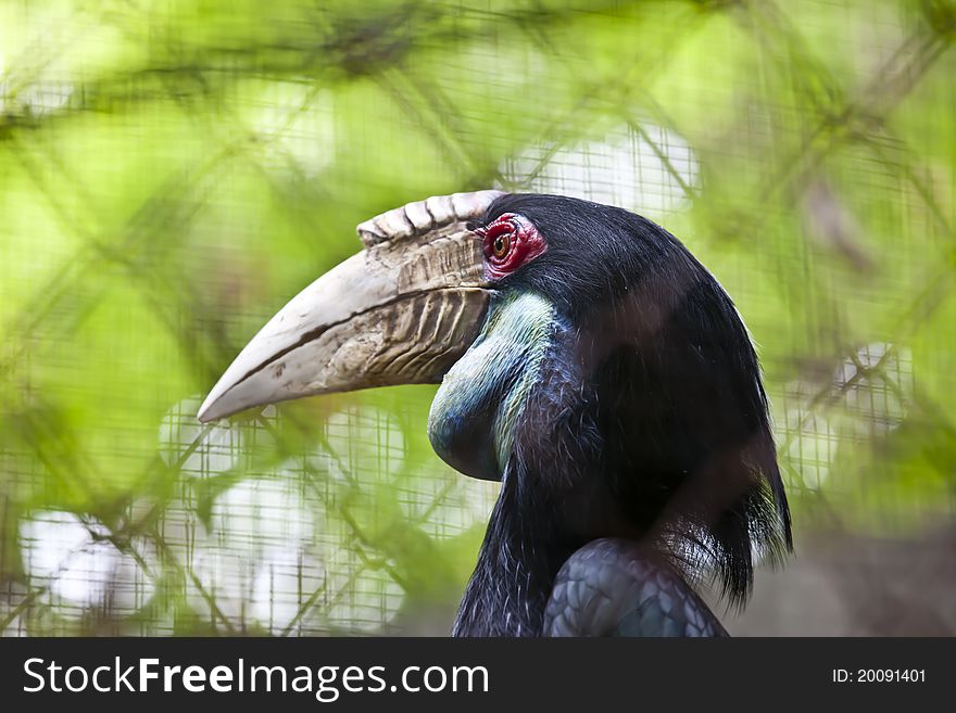 The shot of Beautiful Hornbill on a bright green background.