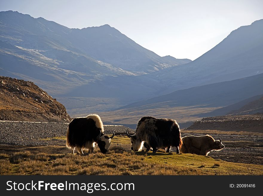 Tibetan Yaks