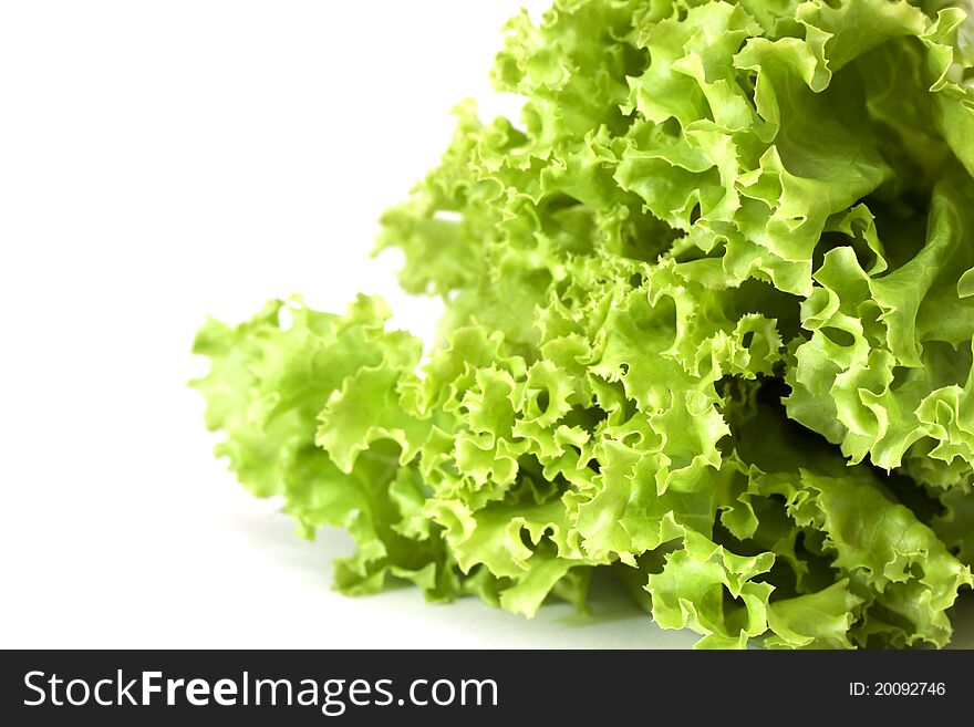Lettuce, salad vegetable on white background