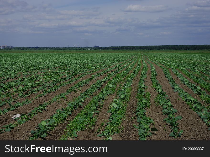 Cabbage Field With The Young Shoots