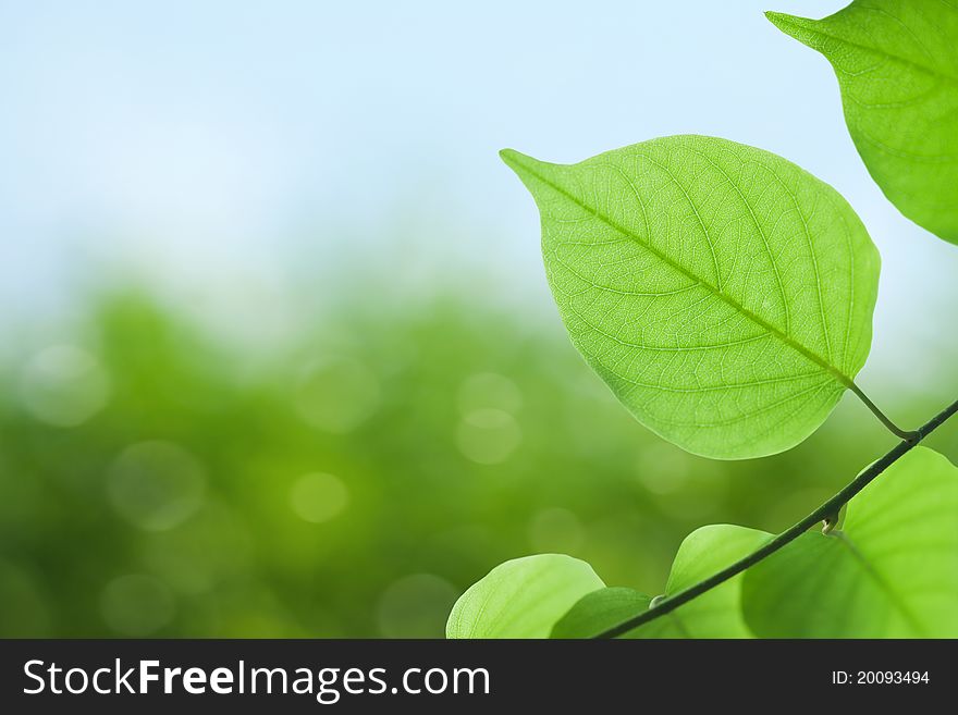 Green leaves with spring background