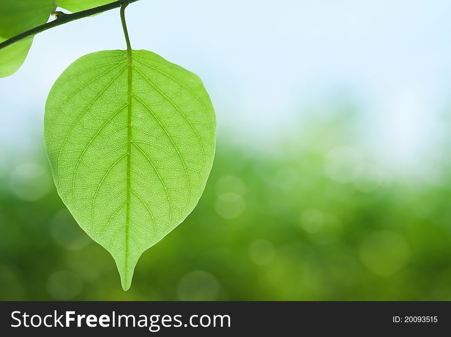 Green leaves on spring background
