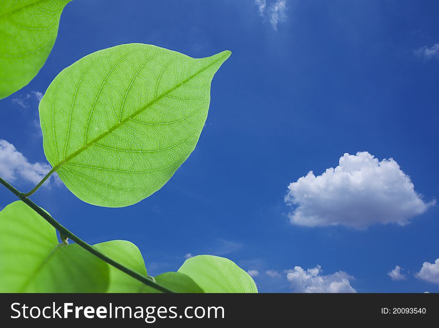 Green leaves on spring background