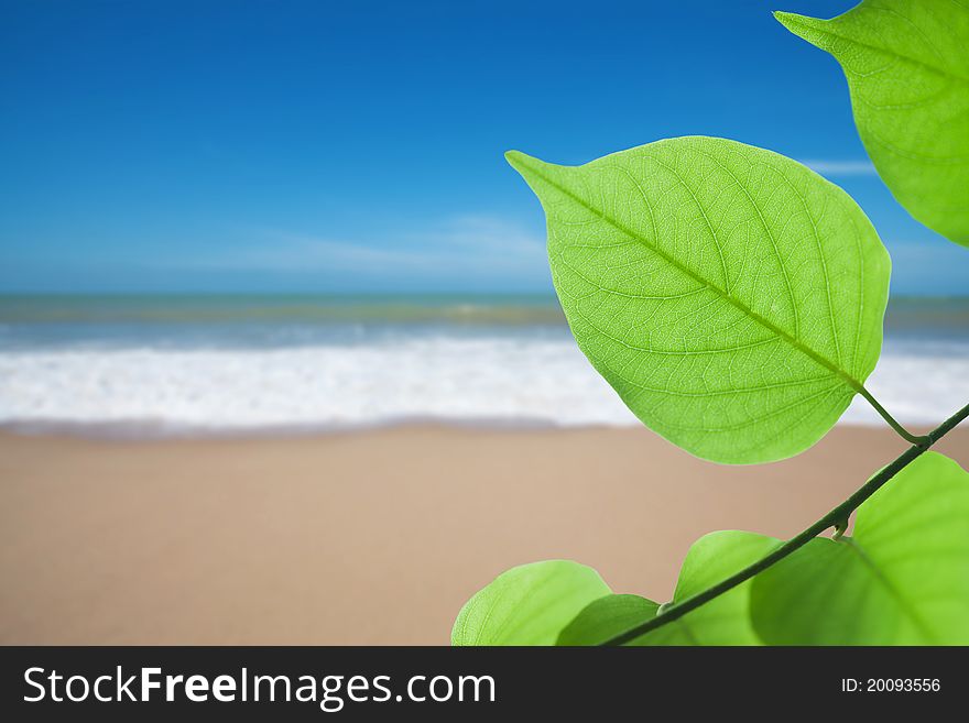 Green leaf on tropical beach background. Green leaf on tropical beach background