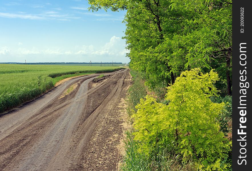 Dirt road between the field and forest