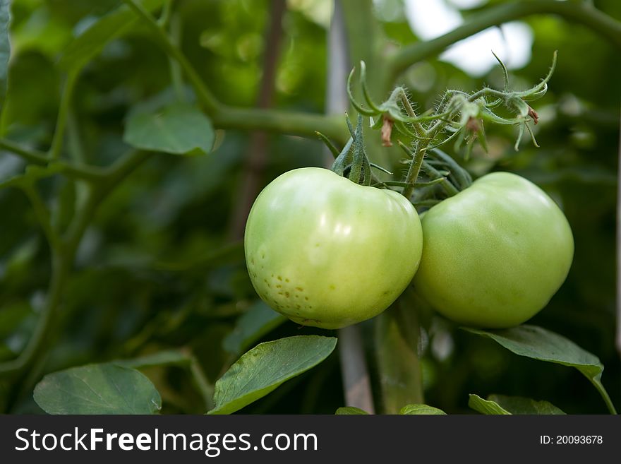 Green tomatoes in tomato field