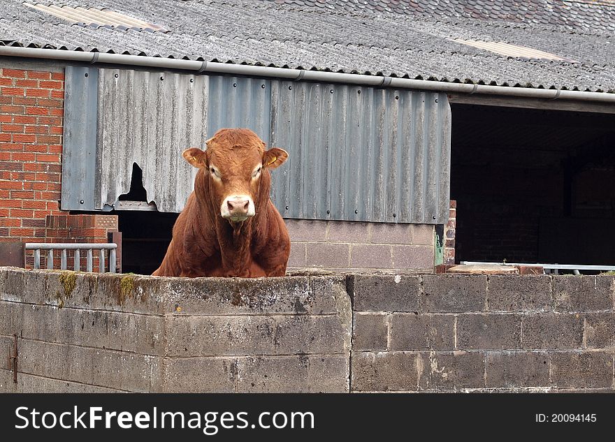 Brown Beef Bull Looking over Wall