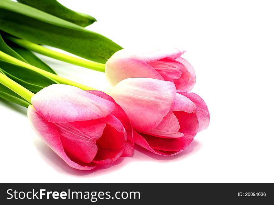 Fresh pink tulips isolated on white