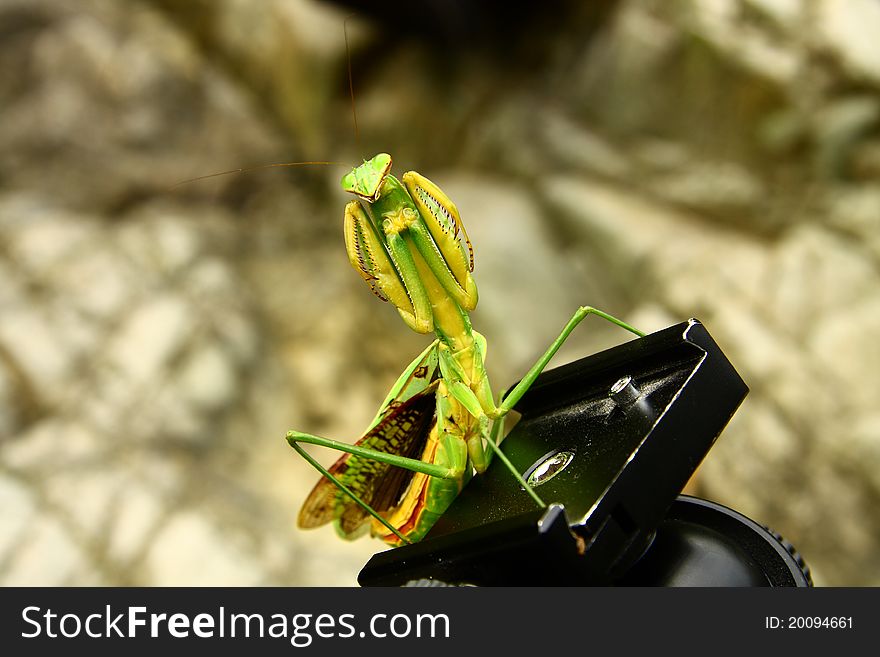 A mantis climb on the observation in a tripod defense. A mantis climb on the observation in a tripod defense