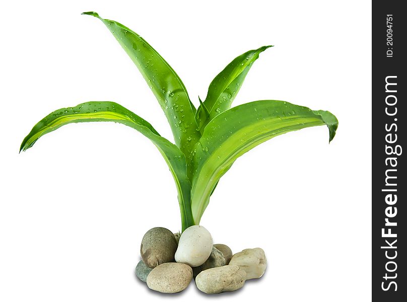 Young green plant on a white background