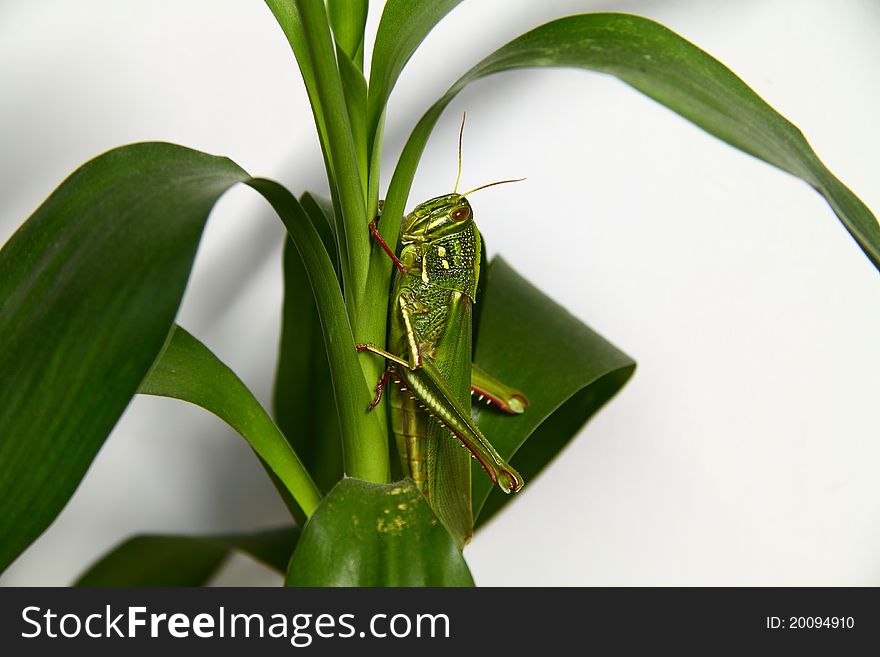 A coloseup fat grasshopper in tussock.