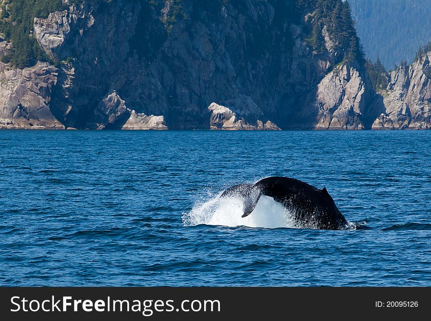 Tail of the humpback whale diving into the sea with the scenic of faraway island in Alaska. Tail of the humpback whale diving into the sea with the scenic of faraway island in Alaska.