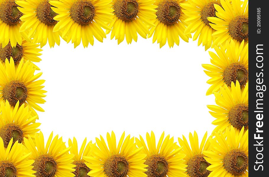 Design of sunflower isolated on white. Design of sunflower isolated on white.