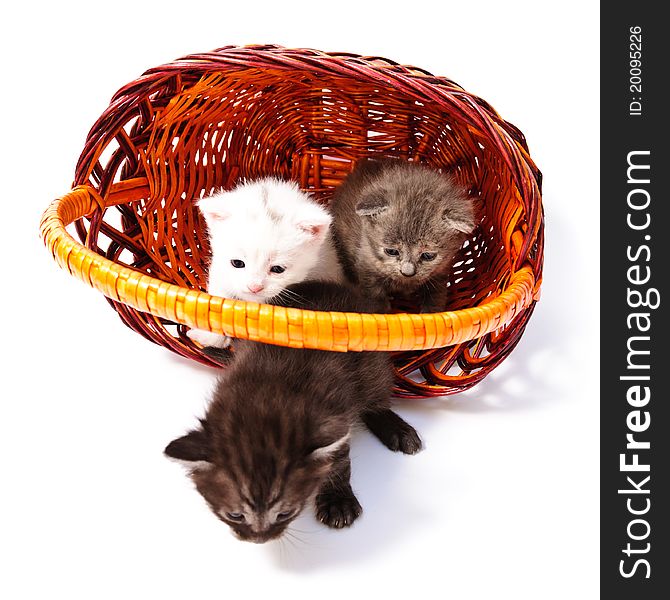 Little kittens in basket