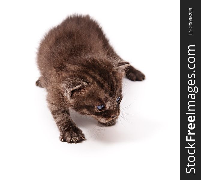 Funny playful small kitten on white background