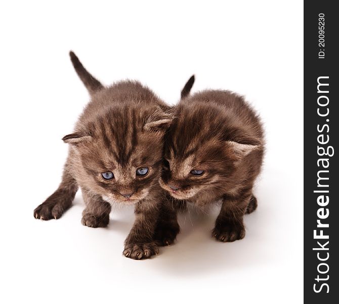 Funny playful little kittens on white background. Funny playful little kittens on white background